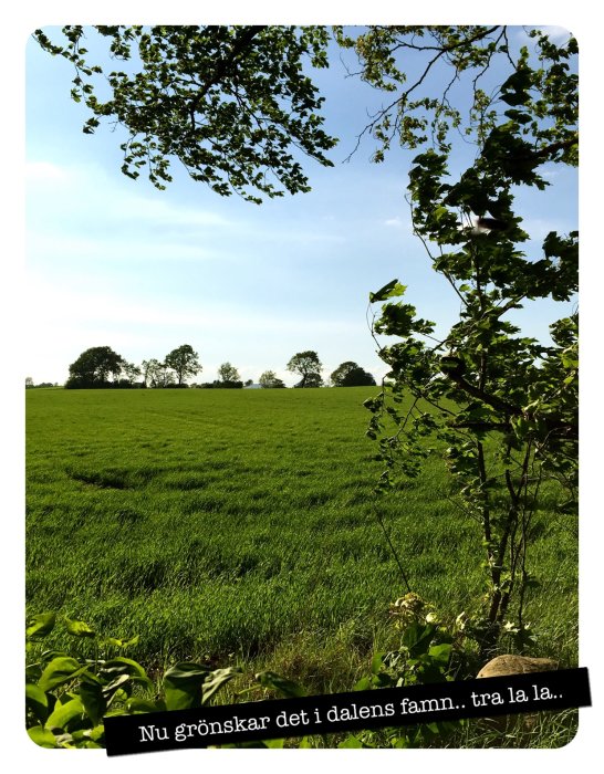 Lummig grönskande äng med träd i bakgrunden och lövverk i förgrunden under en ljus himmel.
