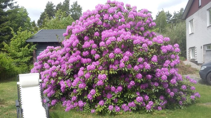 Stor blommande lila rododendronbuske framför hus med grönskande trädgård.