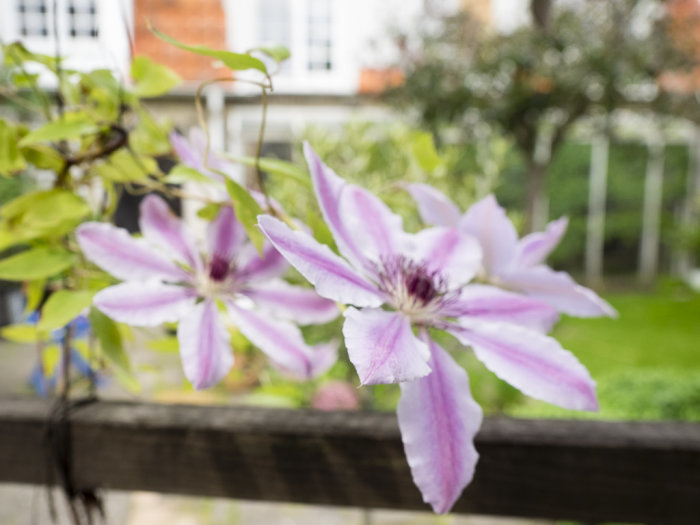 Utslagna ljuslila klematisblommor mot en suddig trädgårdsbakgrund.