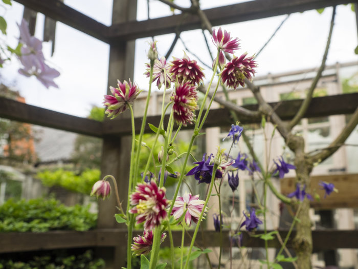 Trädgårdsbild med blommor framför pergola, inklusive röda och vita Aquilegia och blå Klematis i blom.