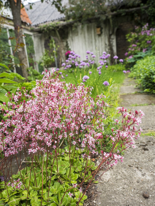 Rosa blommande perenner i förgrunden med lila blommor i bakgrunden, i en trädgård med vitt staket.