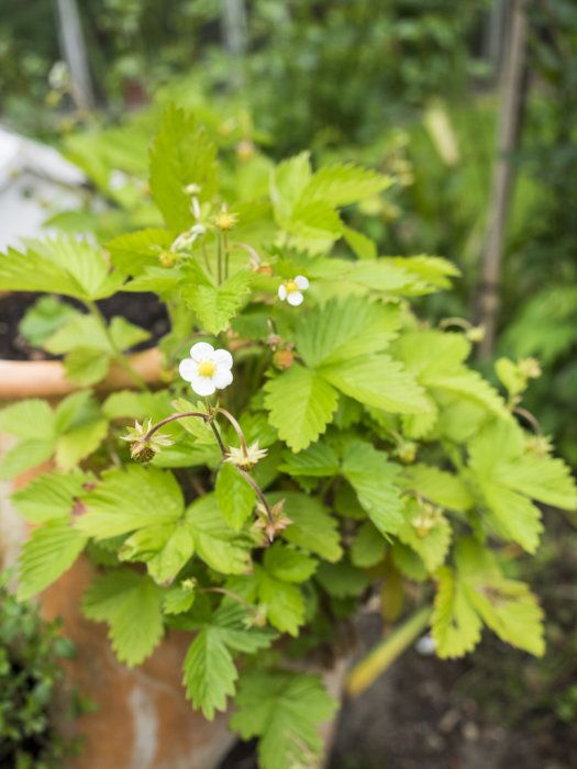 En kruka med smultronplantor som visar både blommor och omogna frukter med suddig bakgrund.