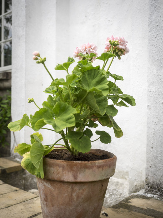 Rosa Mårbackapelargon i terrakottakruka framför vit vägg.