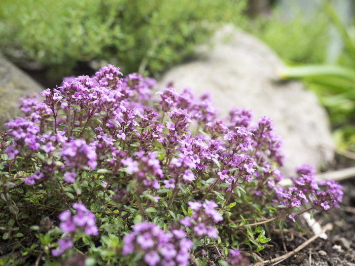 Lila blommor i förgrunden med gröna blad och en sten i bakgrunden.