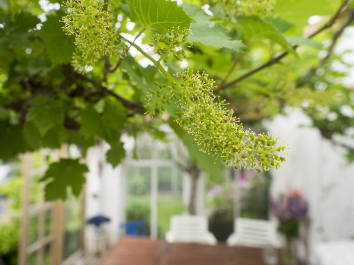 Unge vinblommor i närbild med suddiga vita trädgårdsmöbler och växthus i bakgrunden.