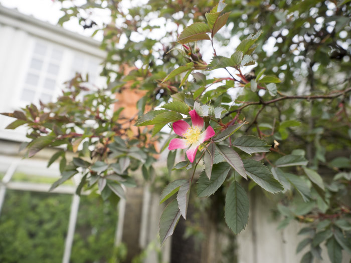 Blommande rosa vildros nära ett växthus, omgiven av gröna blad och knoppar.