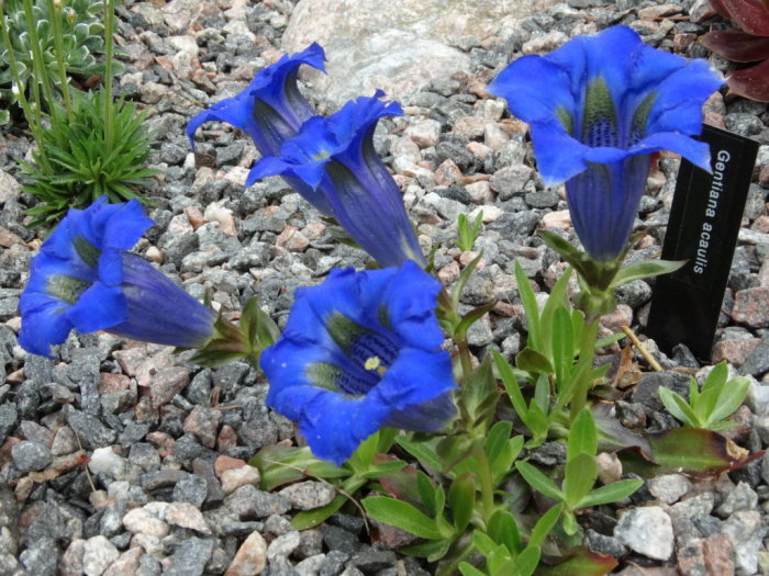 Blå riddarsporre (Gentiana acaulis) blommar bland småstenar med etikett.