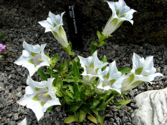 Vit och grön gentiana-blomma i ett stenparti med etikett.