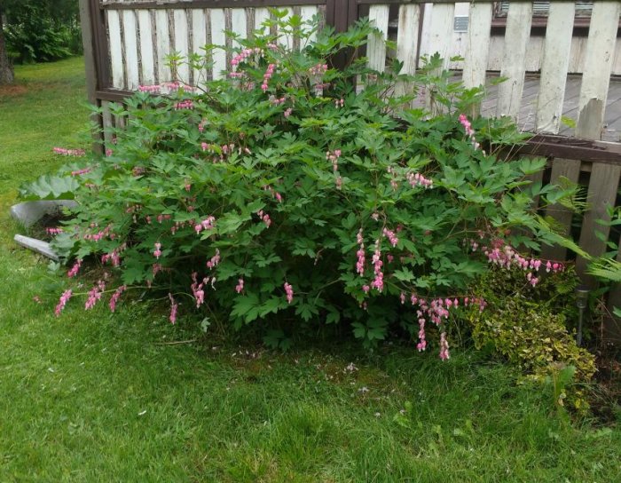 Blommande Löjtnantshjärta-busk med rosa blommor nära ett trästaket, en arvsväxt med affektionsvärde.