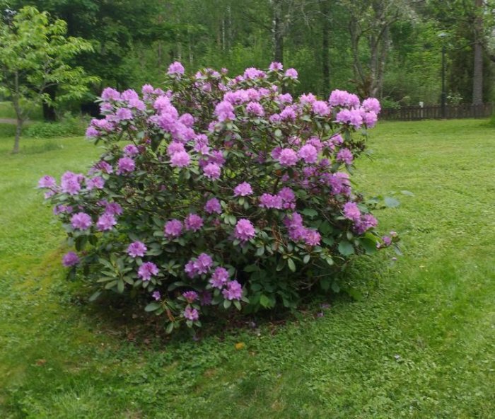 Lummig rhododendronbuske med lila blommor på en grönskande gräsmatta.