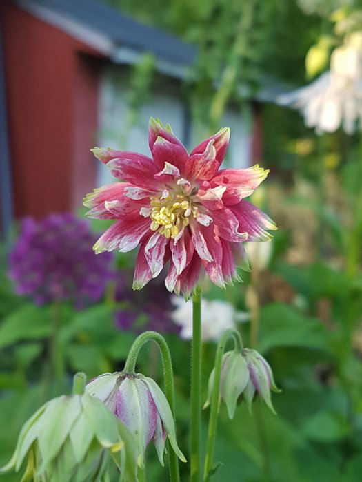 Blommande röd-vit akleja med distinkta blomblad framför suddig trädgårdsbakgrund.