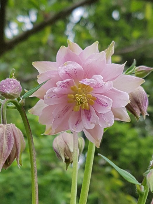 Närbild av en rosa aklejablomma med detaljerade kronblad och knoppar mot en suddig grönskande bakgrund.