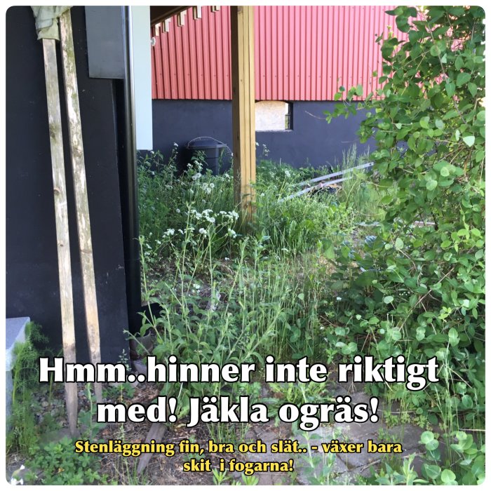 Ogräs på stenläggning vid husgrund; planer för framtida växthus nämns.