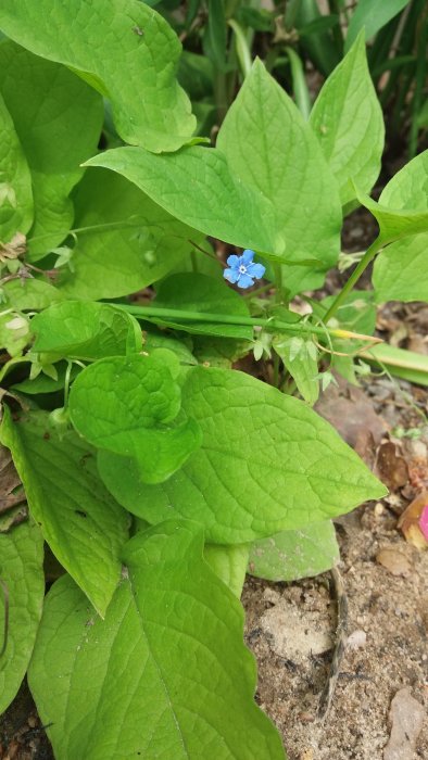 Ljusgröna blad med en liten blå blomma mot en bakgrund av jord och grus.