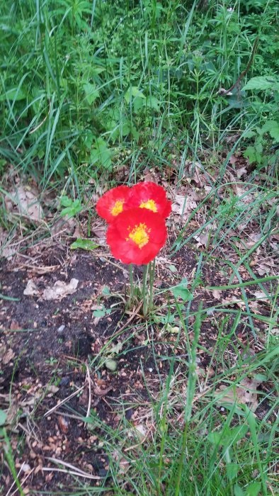 Röd vallmo med gula mittenfläckar i naturlig miljö med gröna växter i bakgrunden.