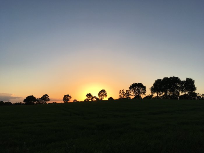 Solnedgång bakom träd på en öppen äng den 10 juni 2017.