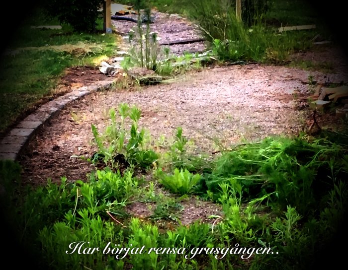 Ogräsbekämpning på en grusgång med halvrensat område och vildvuxet gräs.