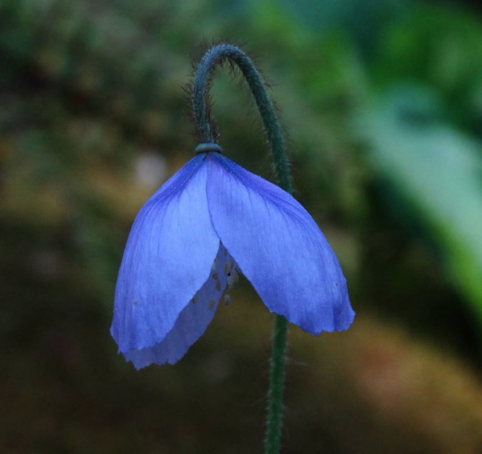 Blå bergvallmo, Meconopsis betonicifolia, med hängande kronblad och hårig stjälk i närbild.