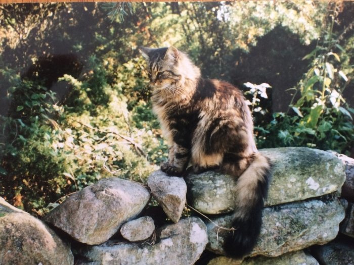 Långhårig katt sitter på stenmur i trädgård, ser eftertänksam ut.