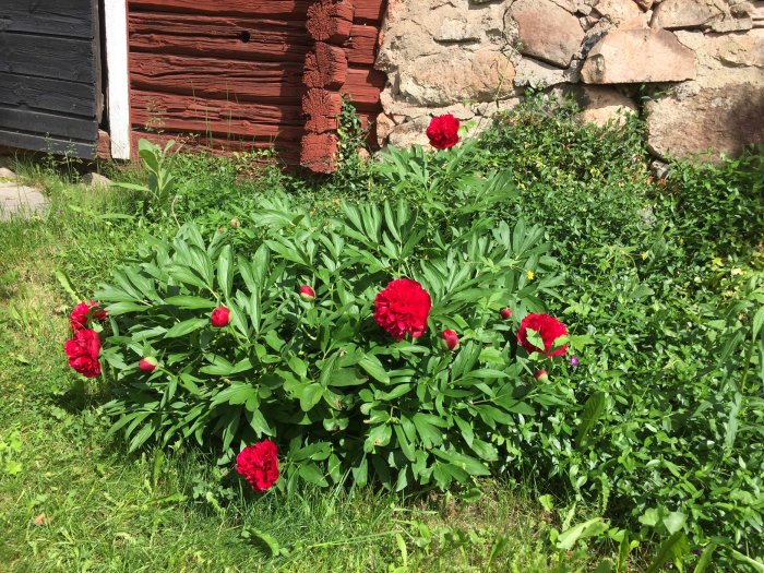 Röda pionblommor i full blom och knoppar mot bakgrund av grönt bladverk och en stenmur vid ett rött trähus.