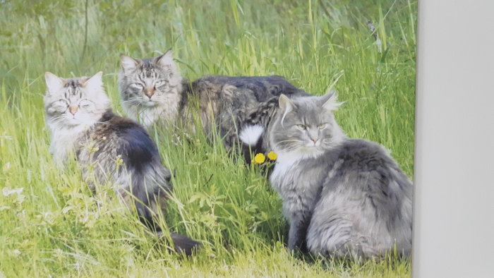 Tre Maine Coon-katter i gräset, en avliden i mitten omgiven av de andra två vid liv.