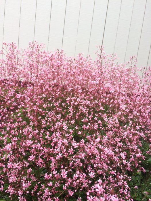 Rosa blommor av regnbågslupiner i blom, med en vit plankvägg i bakgrunden.