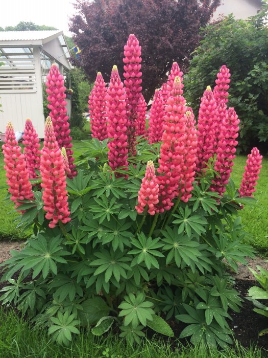 Regnbågslupiner i blom i en trädgård efter regn med gröna blad och rosa blommor.