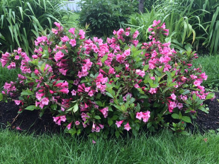 Rosa blommande lupiner i en trädgård efter regn mot en bakgrund av grönt gräs och bladverk.