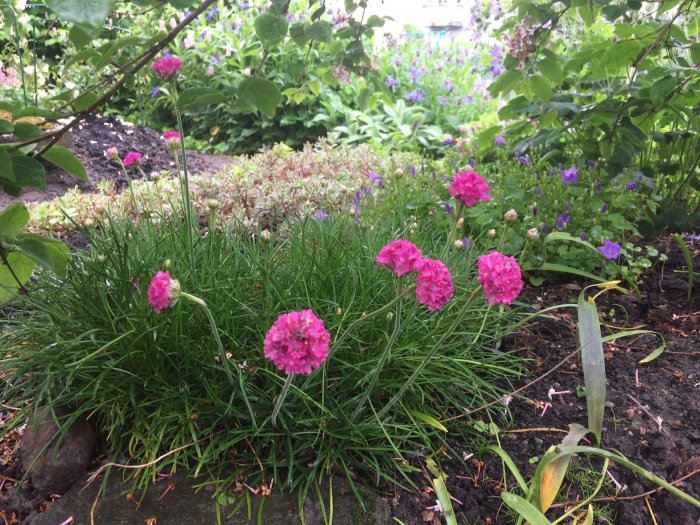 Rosa blommande regnbågslupiner i en fuktig trädgård med grönska i bakgrunden.