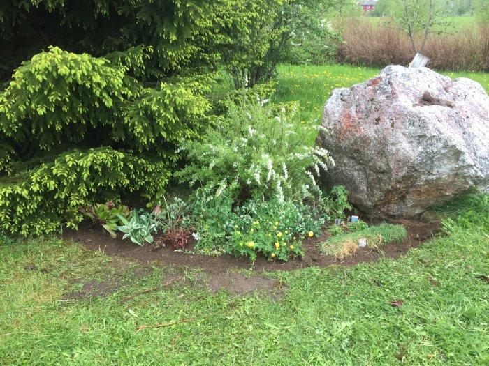 Nyplanterad rabatt längs väggen med blommande växter och stor sten, med nysått gräs runtomkring.