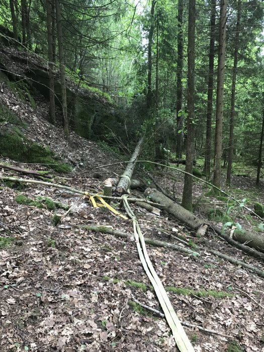 Nyfällda träd och sågat virke i en tät skog med ett taljeblock som används för att dra bort träd.