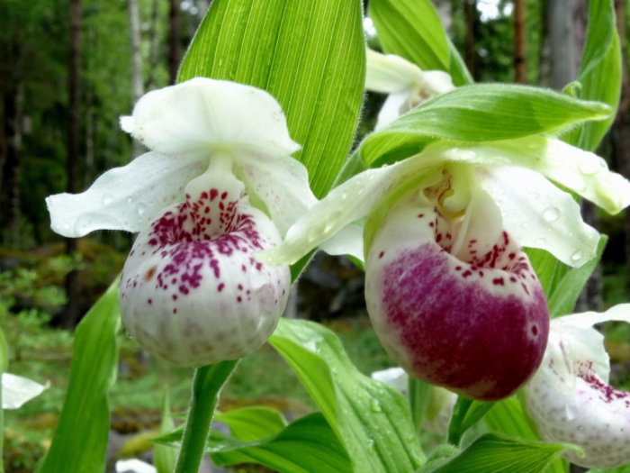 Vita och lila Cypripedium orkidéer, 'Ulla Silkens', 'Gisela', 'Sunny', med regndroppar på bladen.