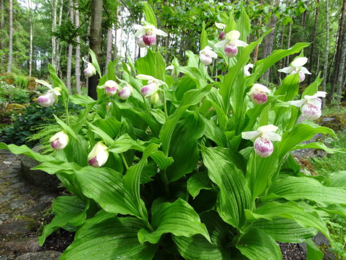 Cypripedium-orkidéer med lila och vita blommor i en skogsträdgård.