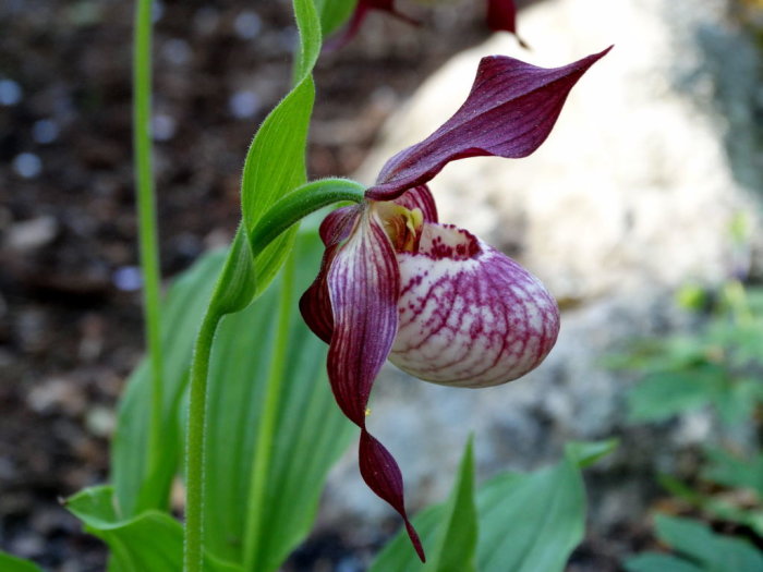 Cypripedium-orkidé med en blomma i närbild, lila och vit med mönstrat utseende på blomblad.