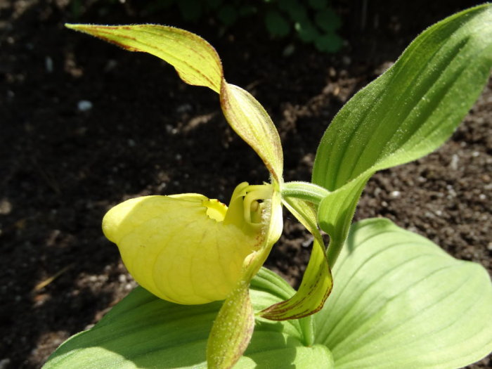 Närbild av en gul Cypripedium orkidé i blom med stora gröna blad i en trädgård.