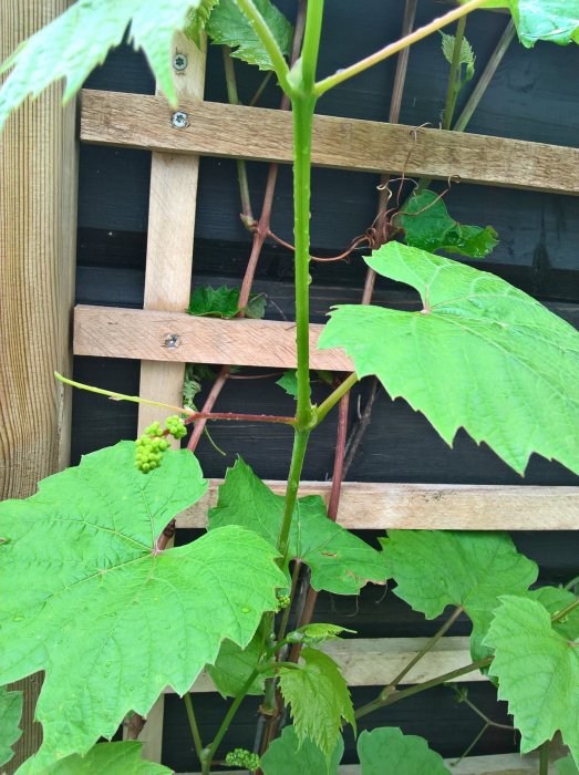 Vindruvsklase som mognar på en planta mot träspaljé, framtidens russin.