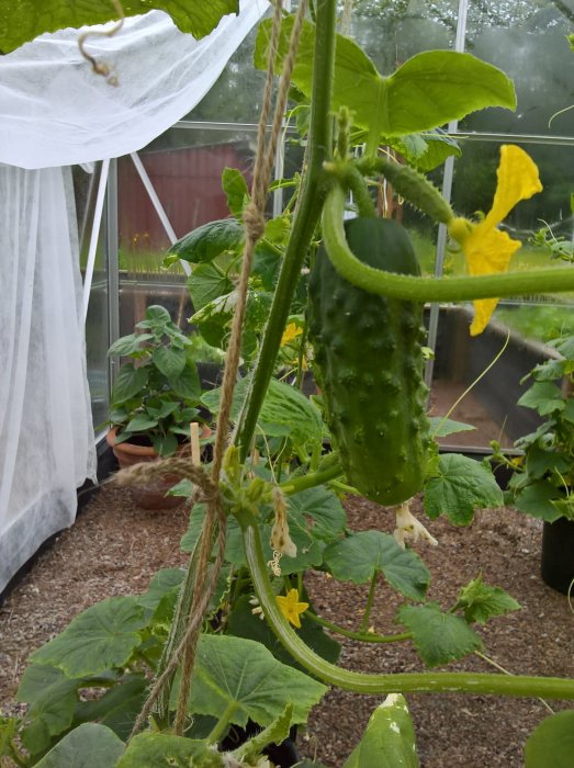 En gurkplanta i ett växthus med en mogen gurka, blommor och lövverk.