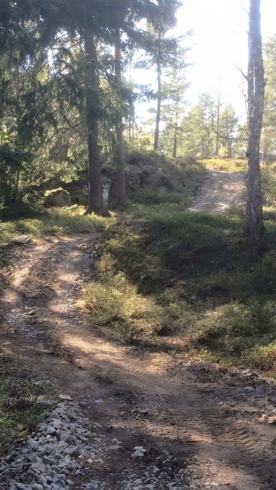 Nybyggd grusväg genom skogen som leder till en stuga, omgiven av träd och grönska.