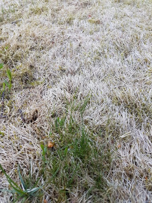 Gräsmatta med döda vita fläckar blandad med friska gröna områden, tecken på skada eller sjukdom.