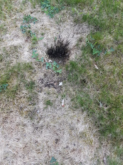 Gräsmatta med döda gula fläckar och ett svart hål omgivet av grönare gräs.