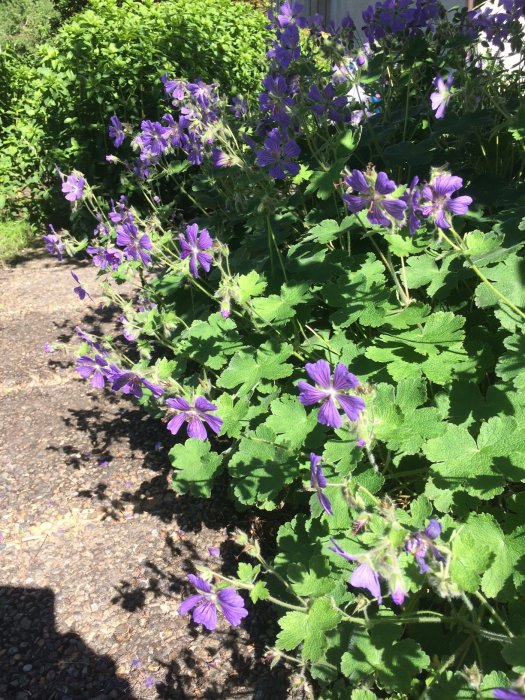 Blå bergsvallmo i solen med knoppar och grönt bladverk.