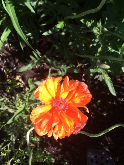 Orange blomma i förgrunden upplyst av solen med gröna blad och skuggig jord i bakgrunden.