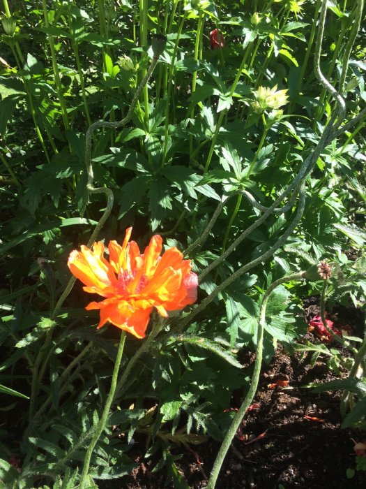 Blommor i solsken, inklusive en orange vallmoknopp i förgrunden med gröna blad och knoppar i bakgrunden.