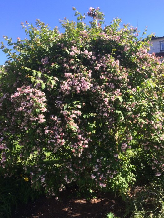 Lummig buske med rosa blommor i knopp och solsken, med gröna löv och en klarblå himmel i bakgrunden.