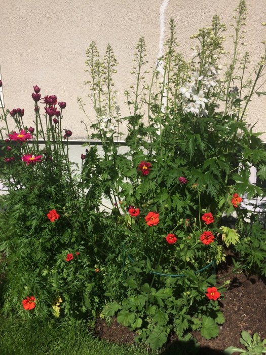 Blommande rabatt med blandning av röda och rosa vallmo samt vita blomstänglar mot en husvägg i solsken.