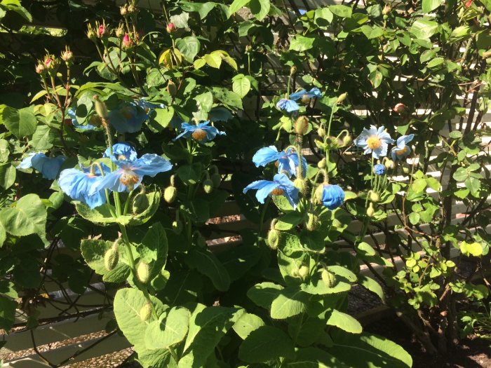 Blå bergsvallmo i olika blomstadiers mot gröna löv och en solbelyst trädgård.