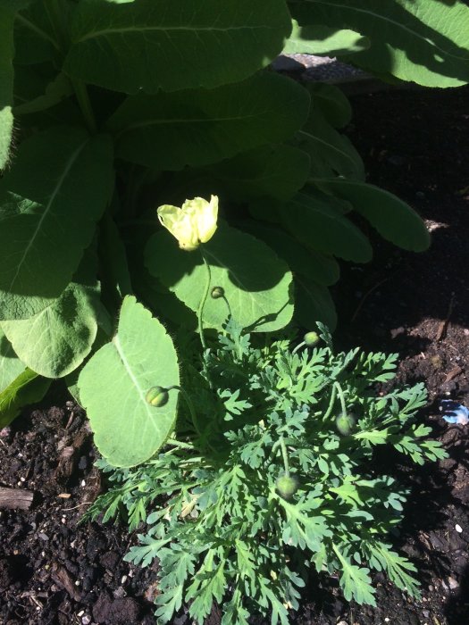 Blommor i solen med knoppar och lövverk, inklusive blå bergsvallmo och en knoppande gul blomma.