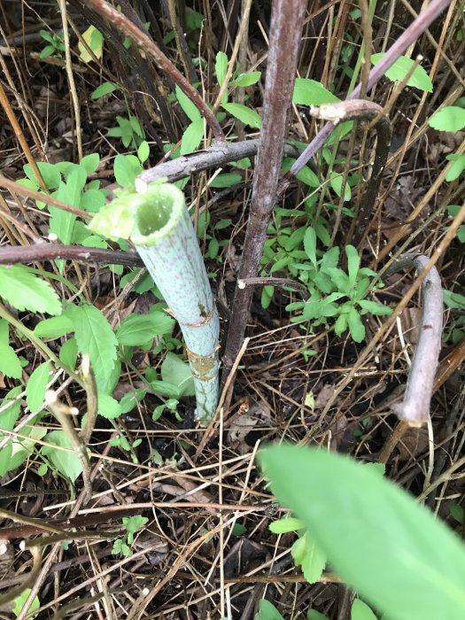 Avklippt stjälk av en växt bland gröna blad och torra kvistar på marken.