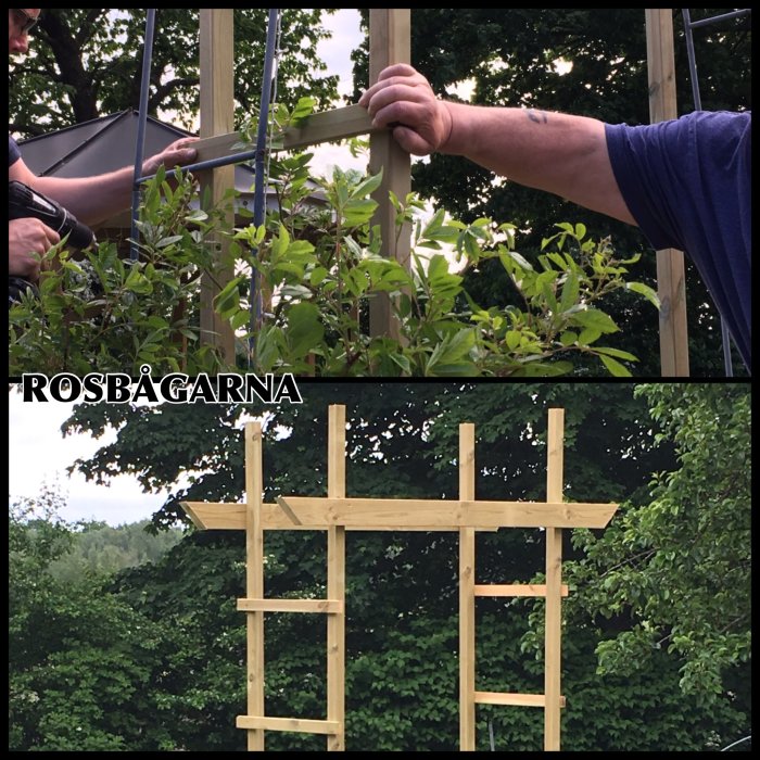Konstruktion av trä rosbågar, hand sågning och montering av horisontella ribbor för klätterväxter.