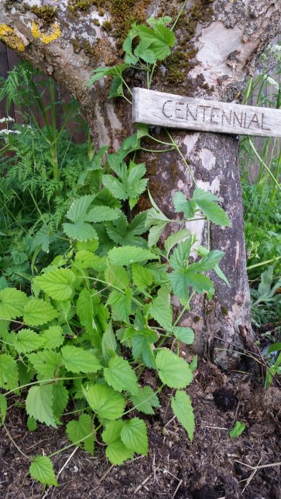 En handgjord träskylt märkt med "CENTENNIAL" som sitter på en trädstam över gröna växter.